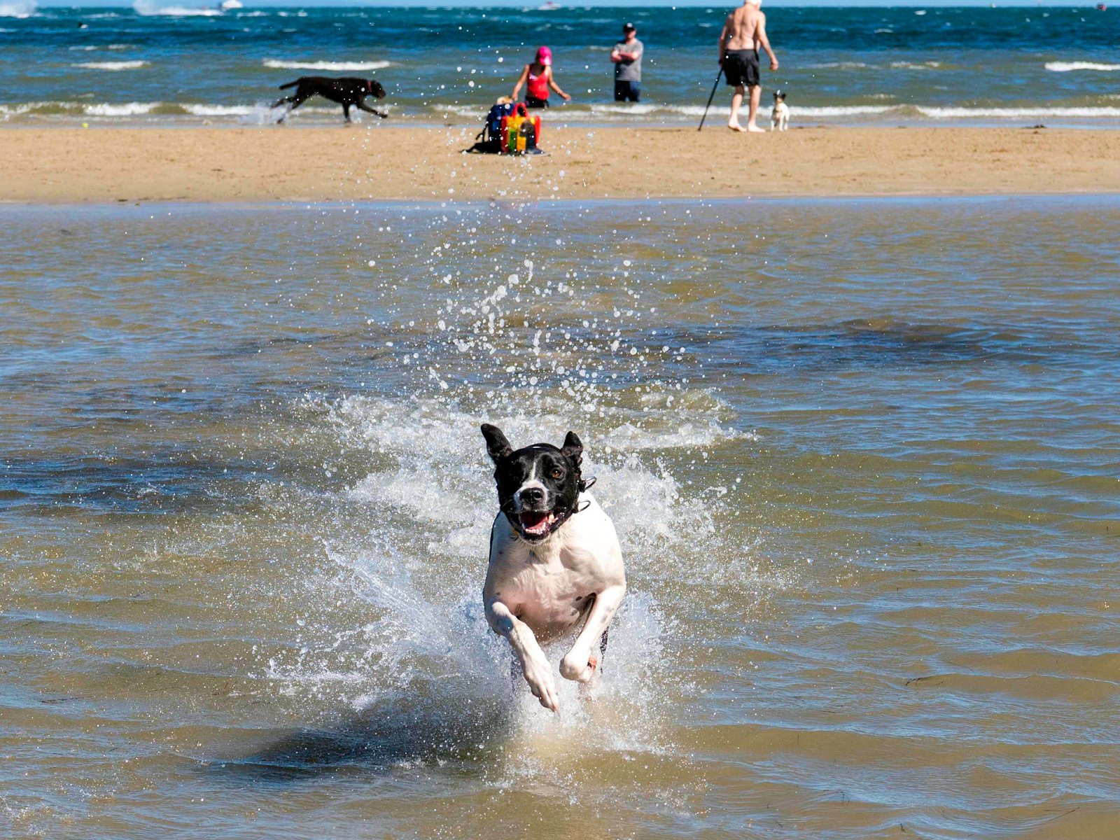 Top Pet-Friendly Vacation Spots in Australia