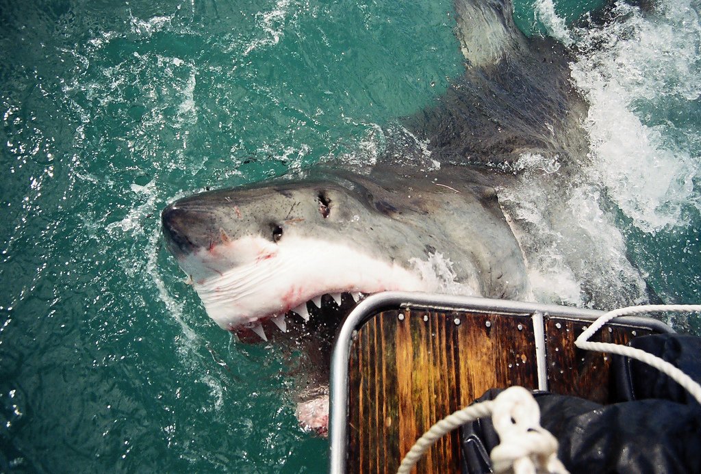 Top Five Shark Cage Diving Hotspots in the World